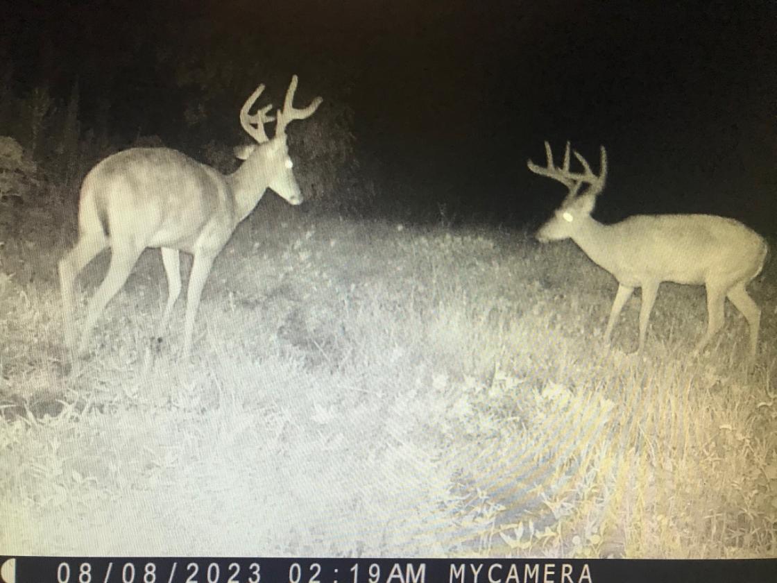 169 Acres, pastures, creeks, pond sites and trees - photo 27