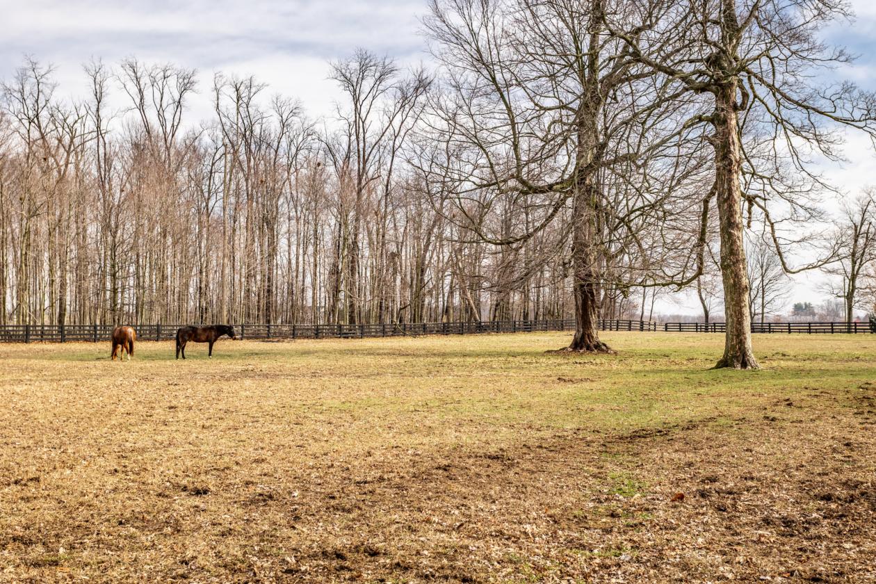Luxury 28± Acre Equestrian Estate - photo 9