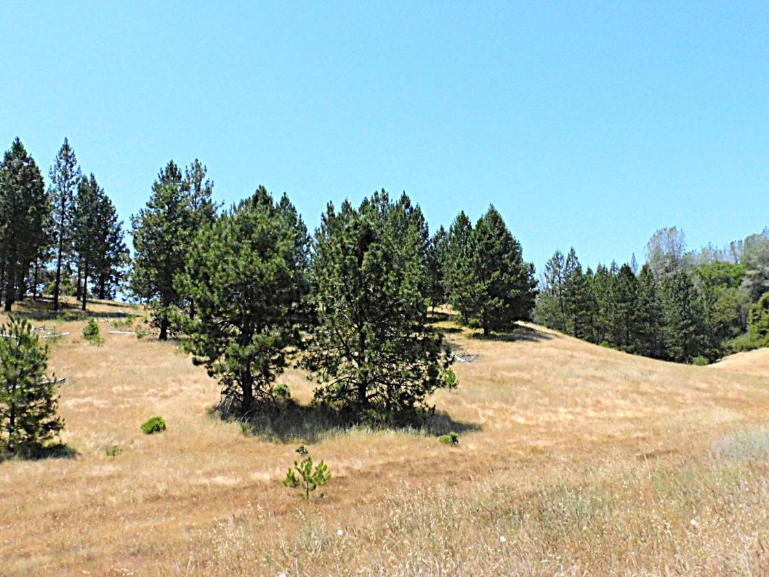 Beautiful Rolling 165 Acres, 100GPM Well too! - photo 11