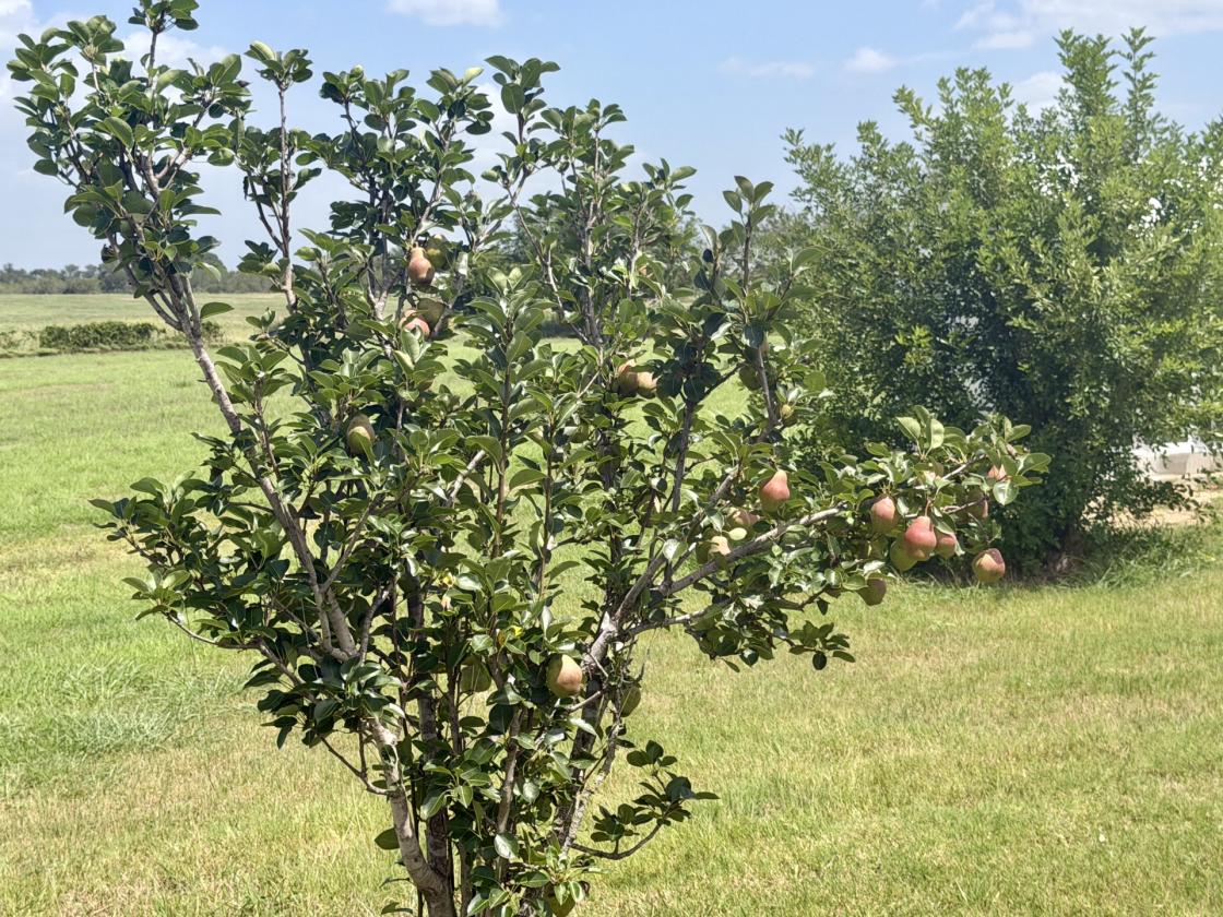10 Acres and a CUTE cottage near Austin! - photo 20