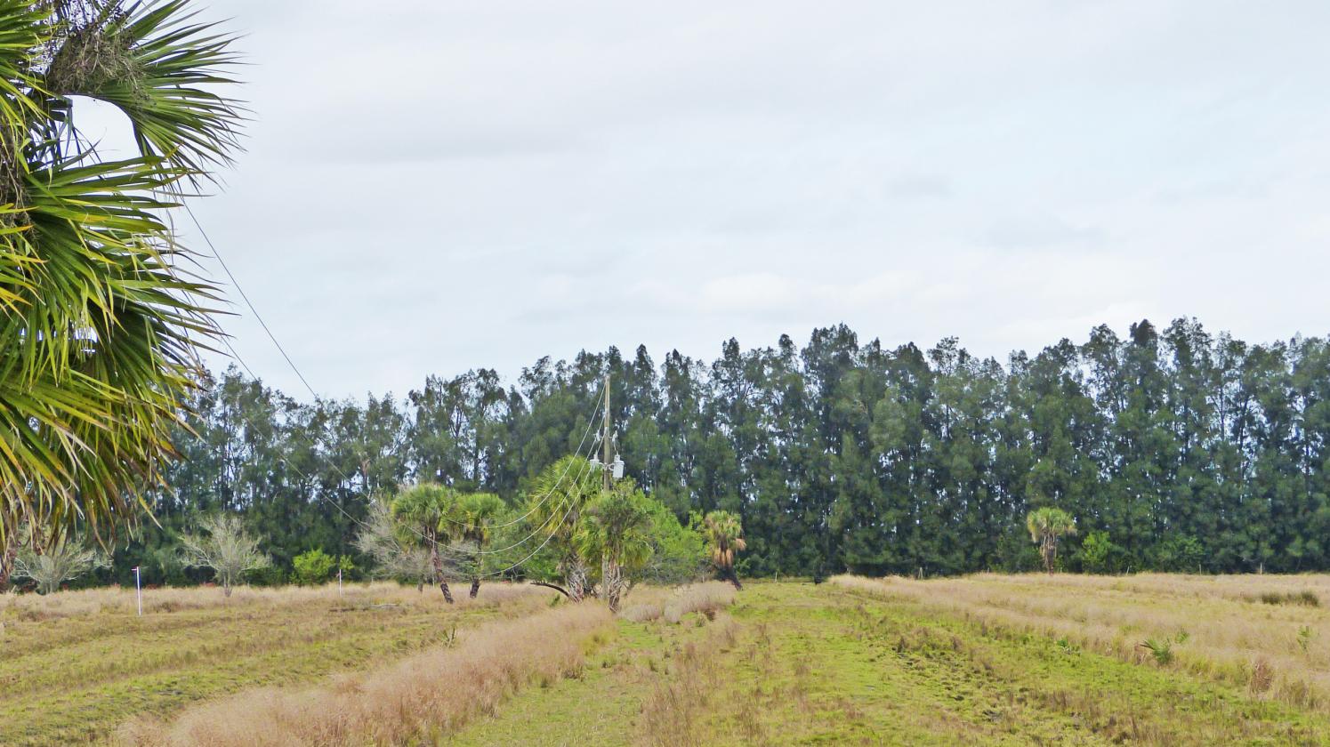 9ac-23ac Platted AG Lots - Horses & Kids Welcome! - photo 4