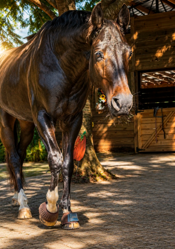 Redefined Luxury Hobby Farm Living - photo 16