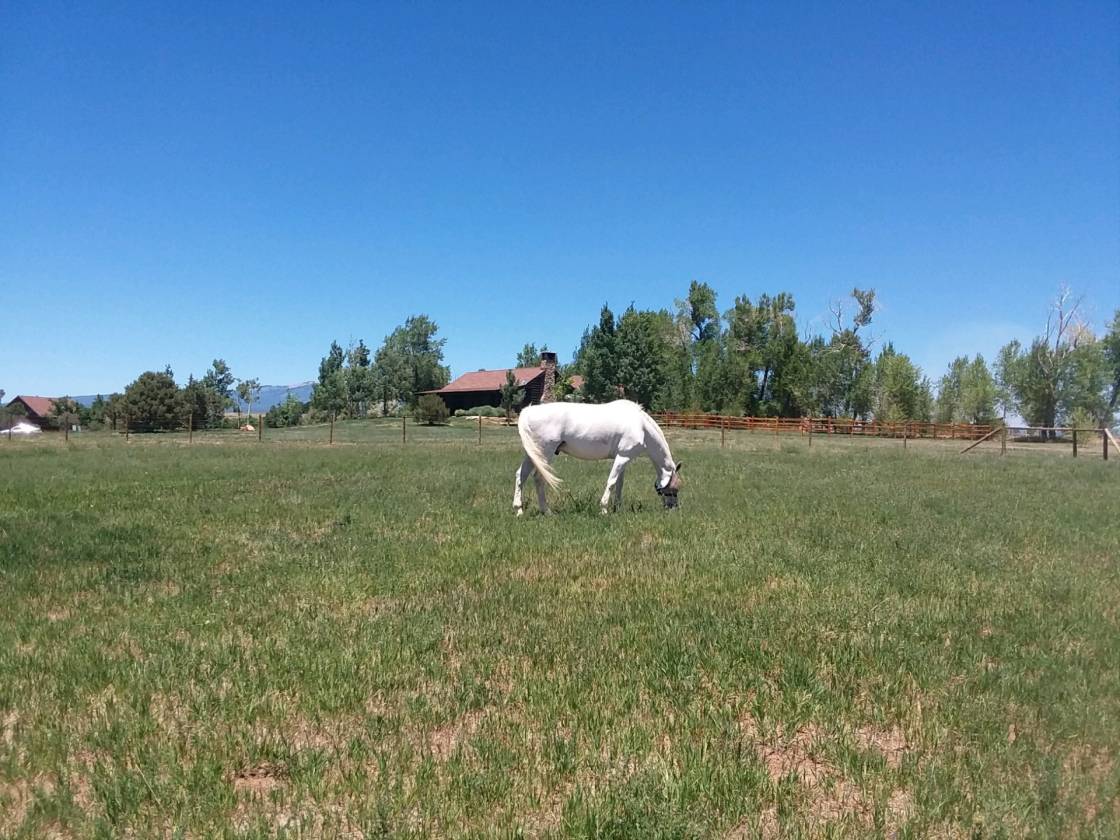 HD RANCHDURANGO COLORADO A TRUE PROFESSIONAL HORSE PROPERTY Hesperus