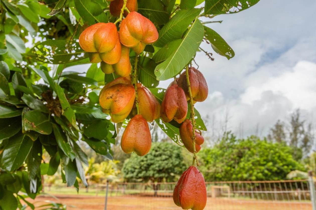 Agricultural & Equestrian Haven in Kauai - photo 16
