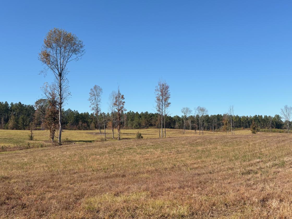 160 Acres in Shelby County w/ pastures and lake - photo 6