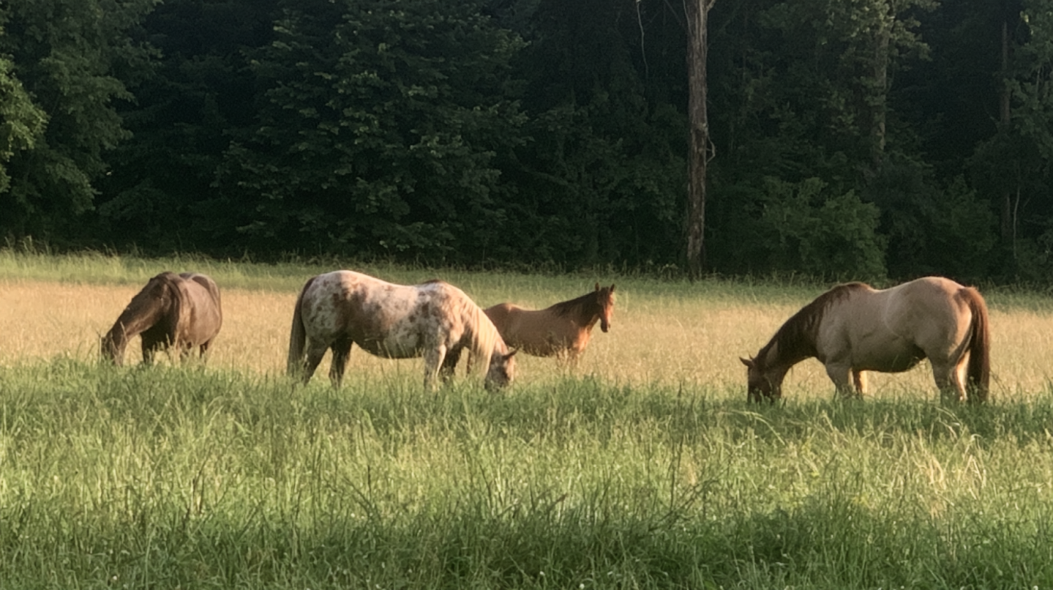 50-Acre Equestrian Estate with Creek & Five Lakes - photo 5