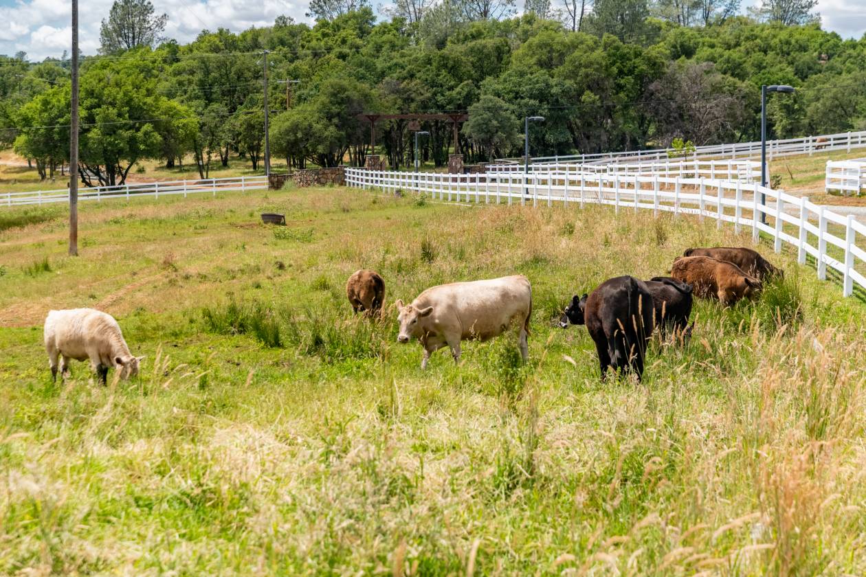 80 acre w/ 3-4 homes, 2 barns & 2 arenas +++ - photo 24