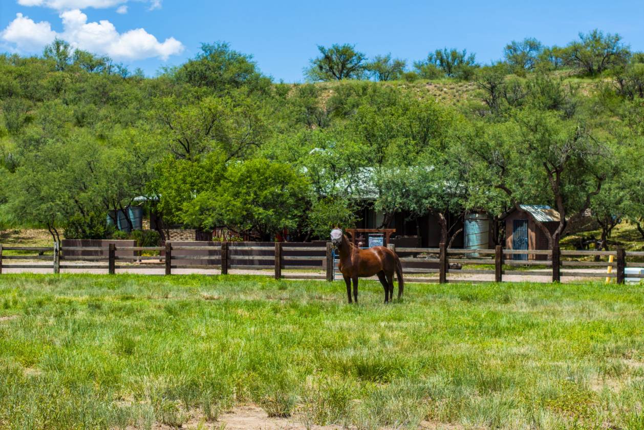 Horse Property for sale.