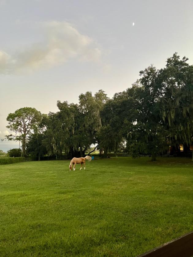 Gorgeous Island lot Estate - 5 stalls, 5 garages - photo 24