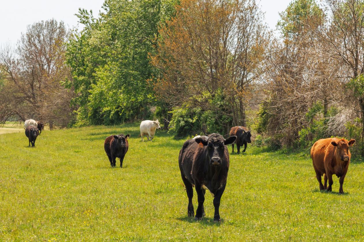 Stunning 1,000+ Acre Equestrian Land - photo 22