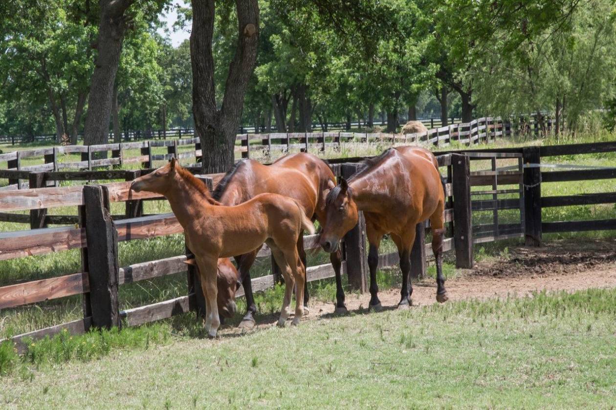North Texas Horse Farm Bartonville, Denton County, Texas