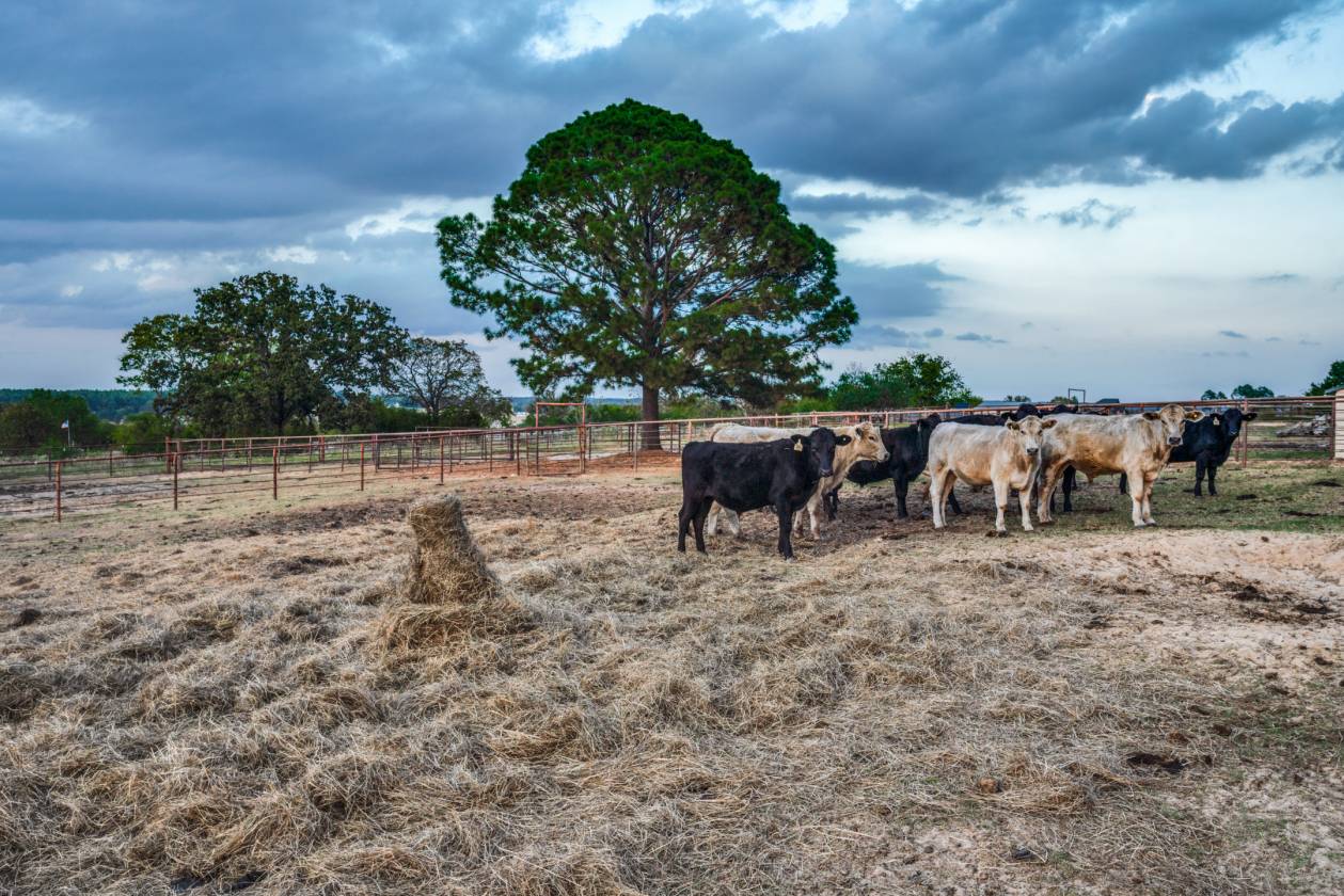 White Bison Ranch - 191 Ac - 1 Hr from Dallas - photo 12