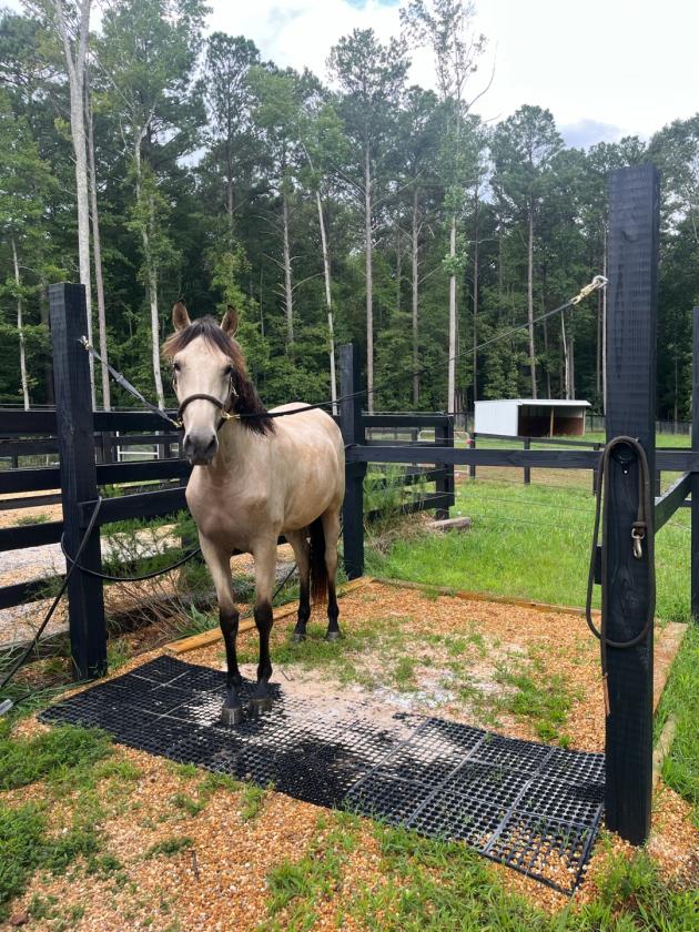 Turnkey Equestrian Property on 11+ Acres - photo 19