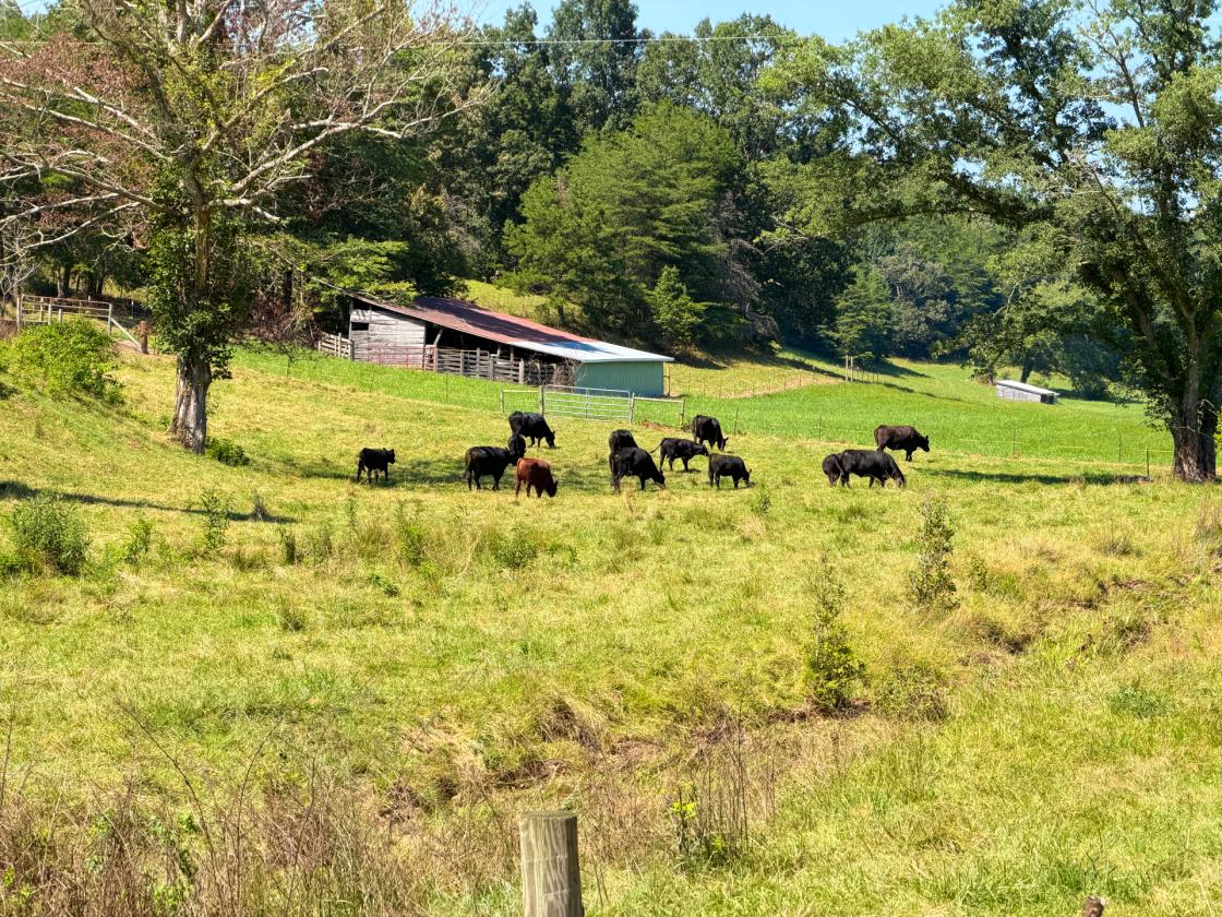 Large Equestrian Estate-Pasture, Mountains, Creeks - photo 7