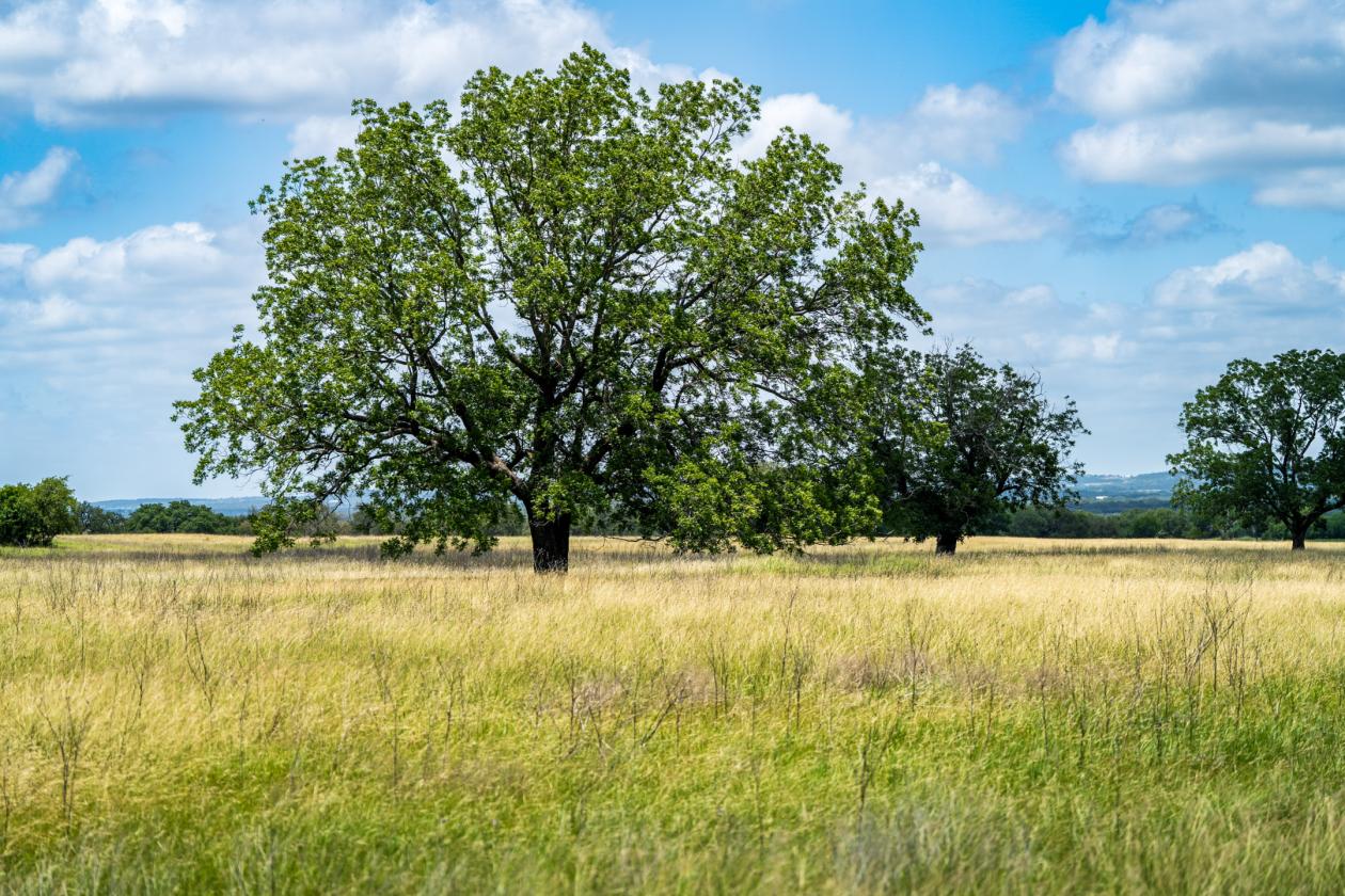 Equestrian Property On the Texas Wine Trail - photo 26