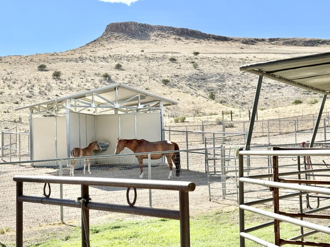 27 Acre Equestrian Dream Home w/ Views & Workshop - photo 24