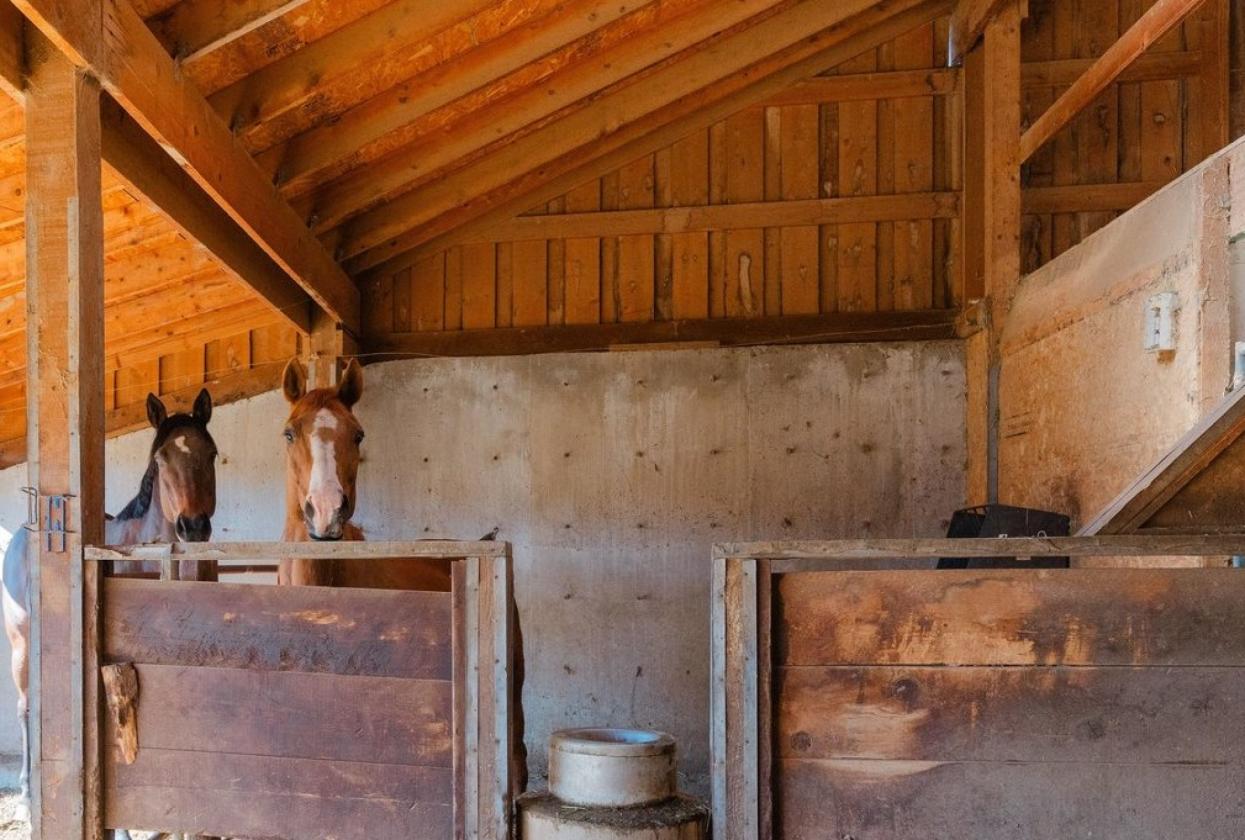 Wonderful Horse Property - photo 26
