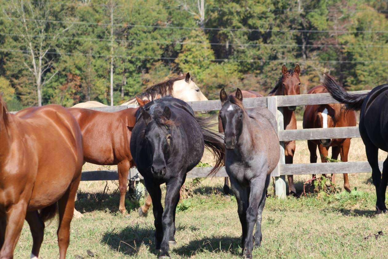 140 AC Horse Facility NC within 30 miles Pinehurst - photo 17