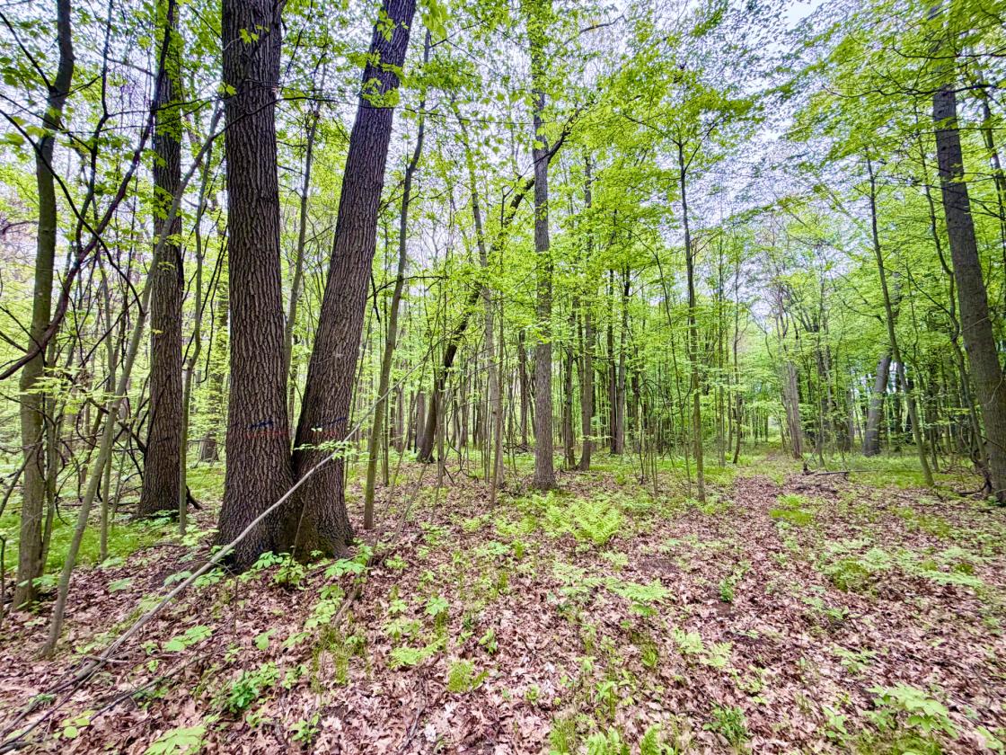60Acres Equestrian Land with Scenic Trails - photo 28