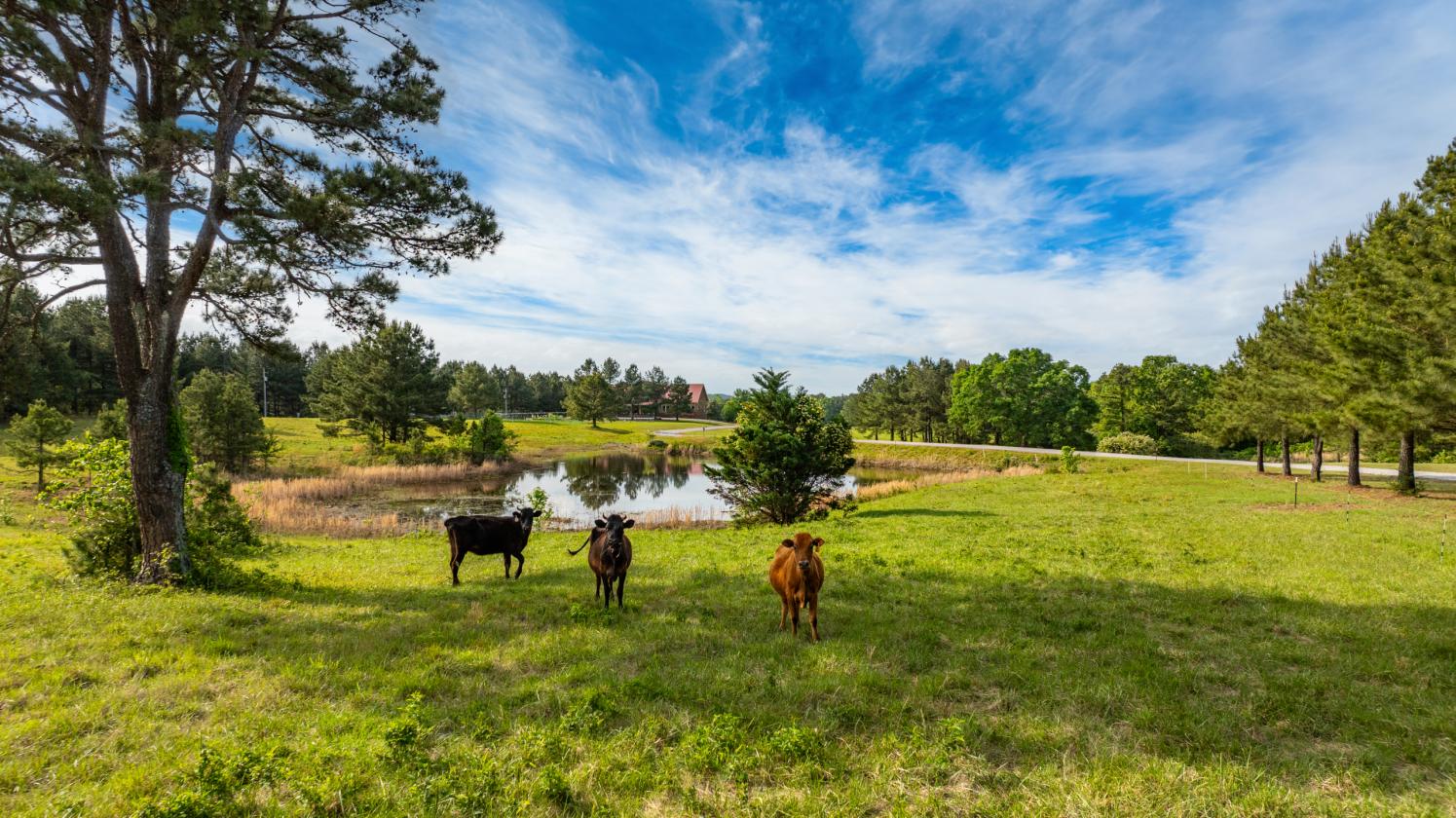 Custom Estate for Horses with 22 acres & MORE! - photo 28