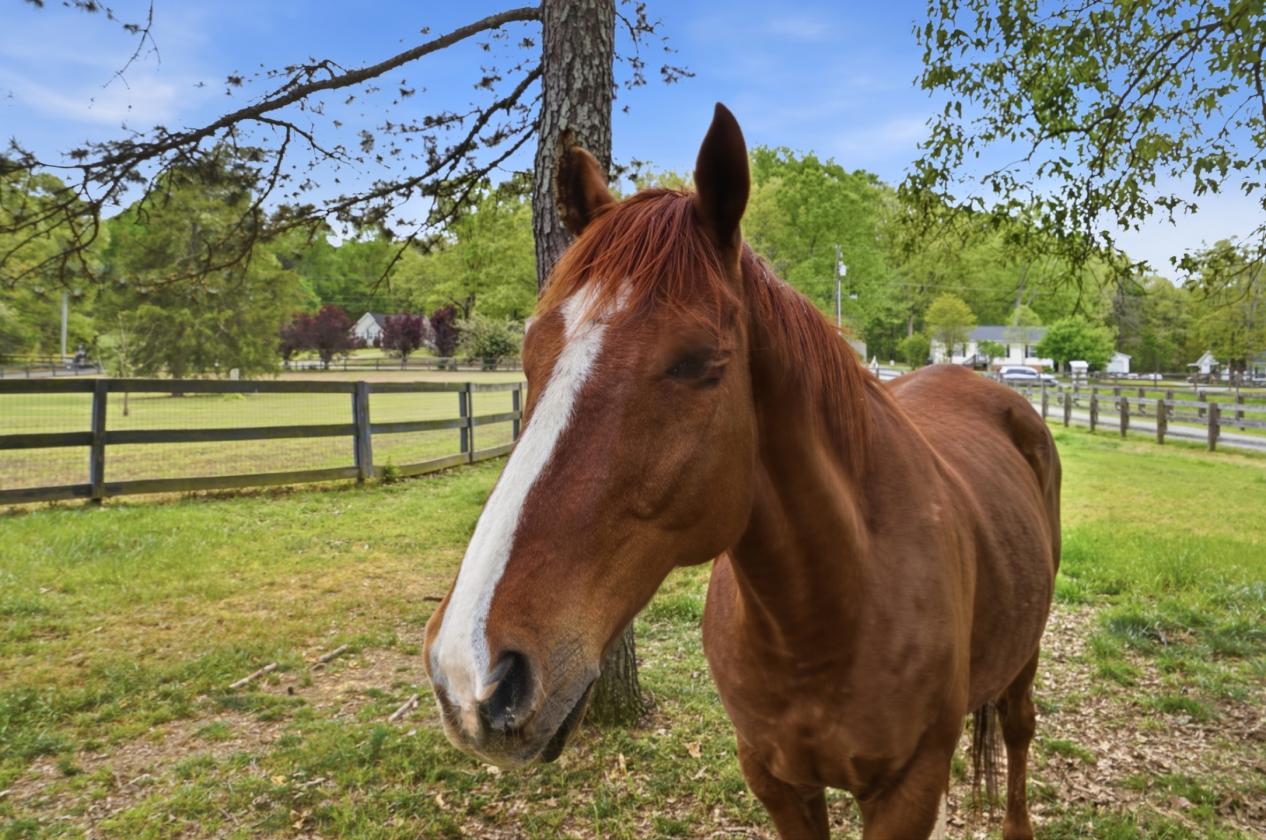 Picturesque equestrian farm - photo 4