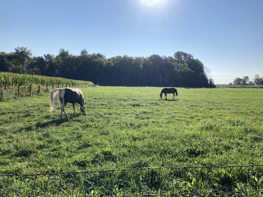 10 acre horse farm north of Indianapolis Sheridan, Boone County, Indiana