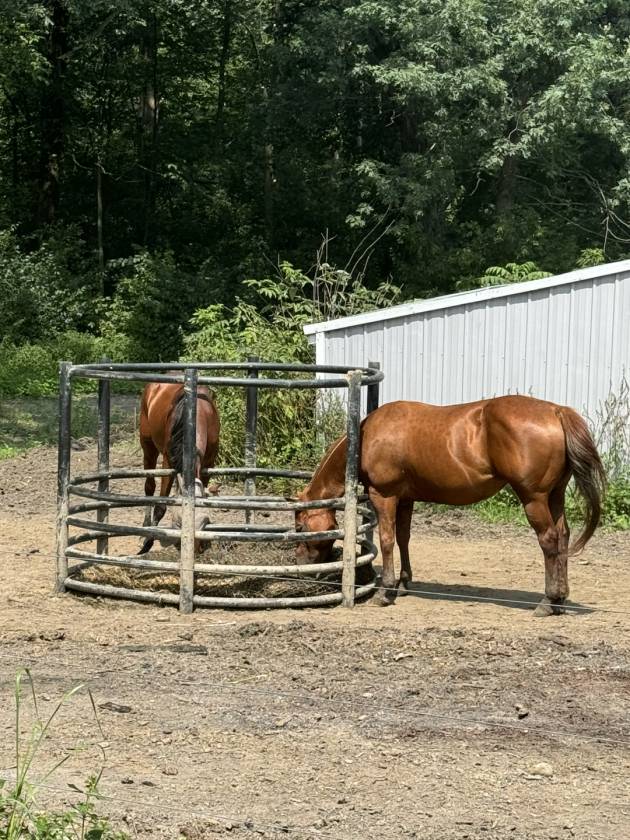 Horse Property for sale.