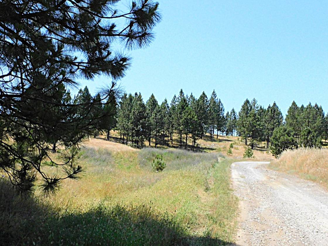 Beautiful Rolling 165 Acres, 100GPM Well too! - photo 3