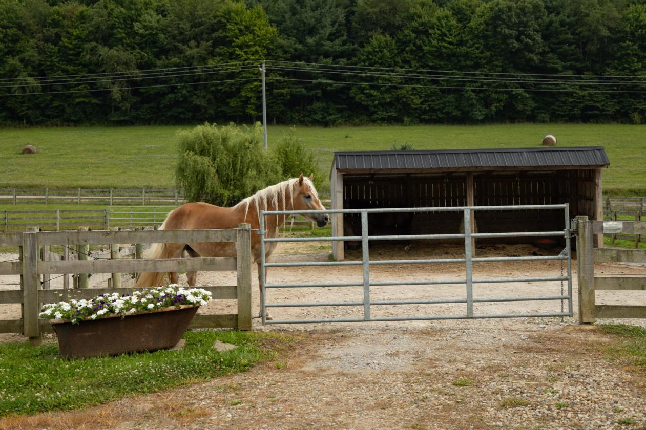 Exceptional Mohican Equine Estate Auction - photo 19