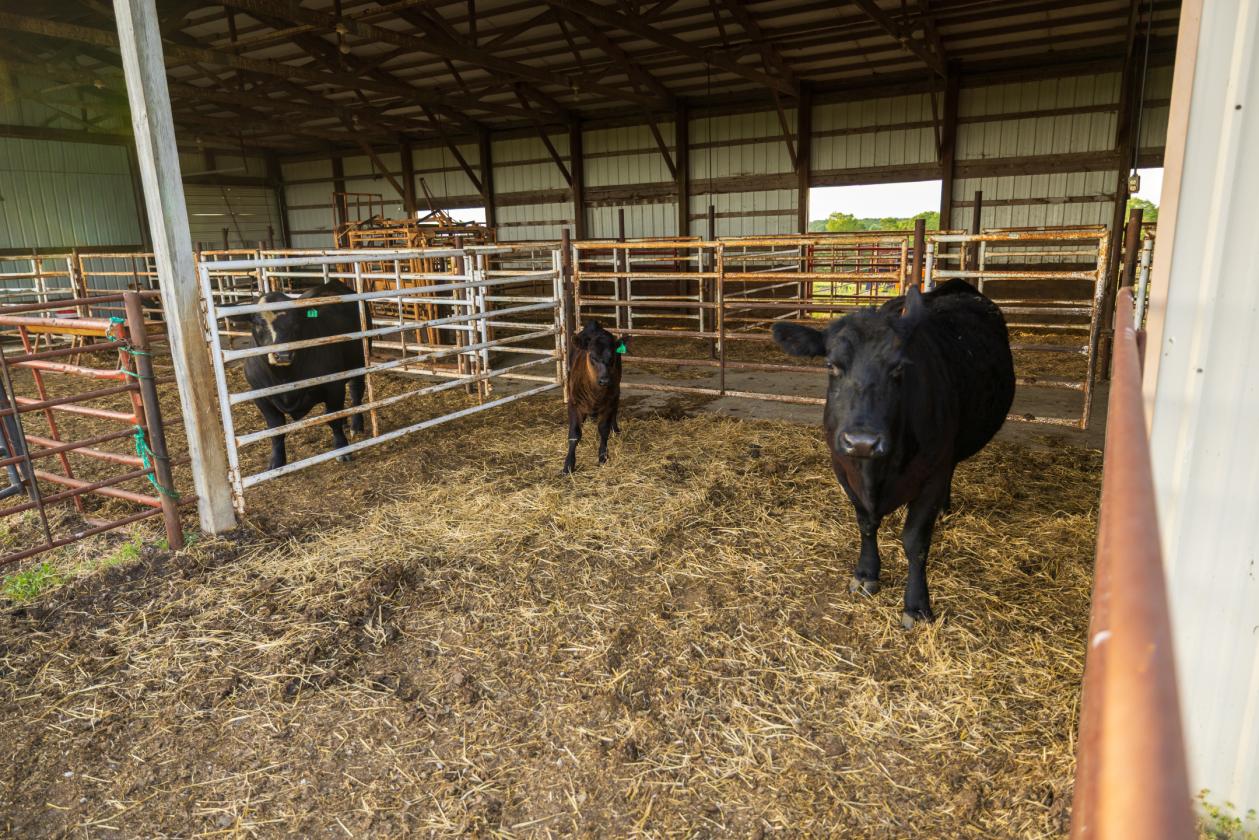 273.5 +/- Acre Turn-Key Cattle and Horse Property - photo 30