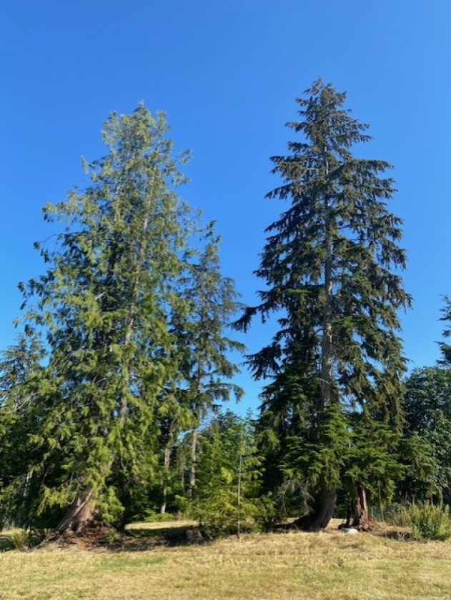 PNW Acreage with trails for Equestrians! - photo 17