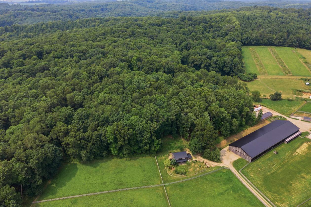 Exceptional Mohican Equine Estate Auction - photo 14