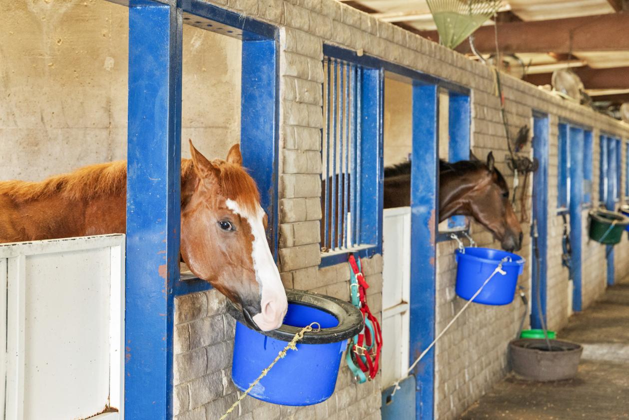DIAMOND D RANCH EQUESTRIAN ESTATE - photo 5