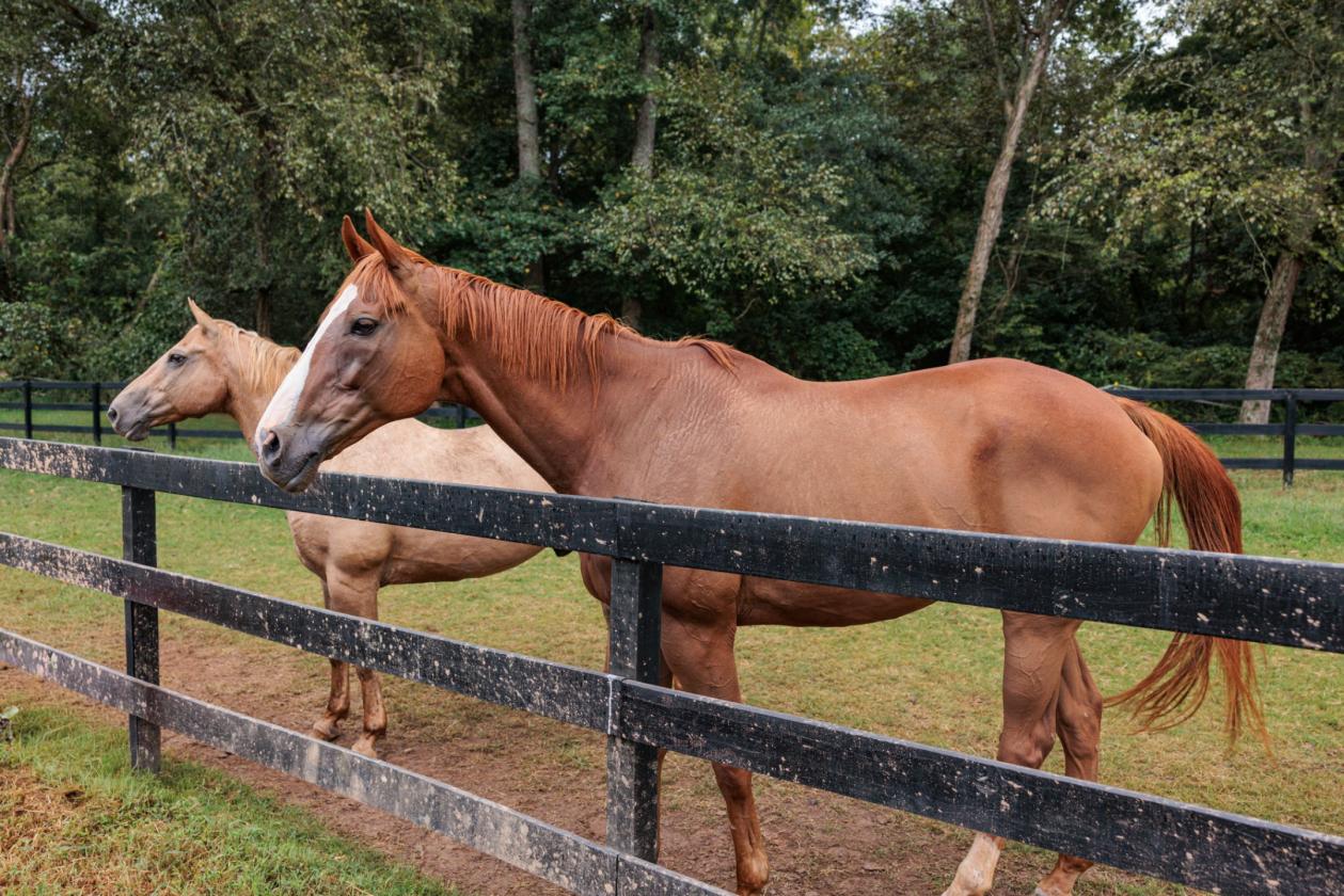 Turnkey Gated Horse Farm with Barn & Arena - photo 28