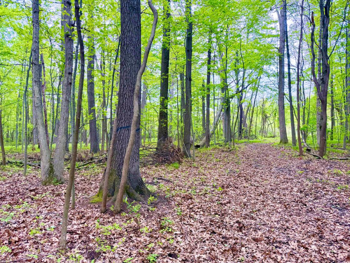 60Acres Equestrian Land with Scenic Trails - photo 14