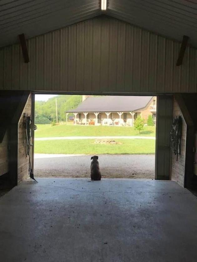 Eastern Ky Horse Farm - photo 19