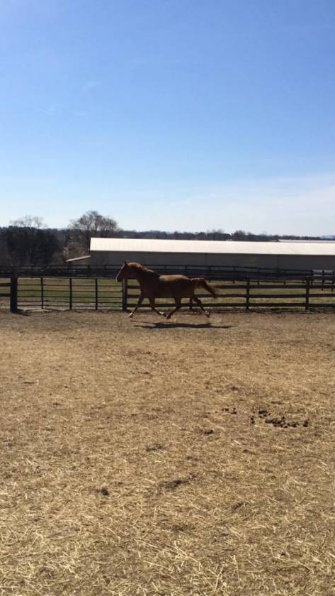 Carlisle Springs Farm - photo 11