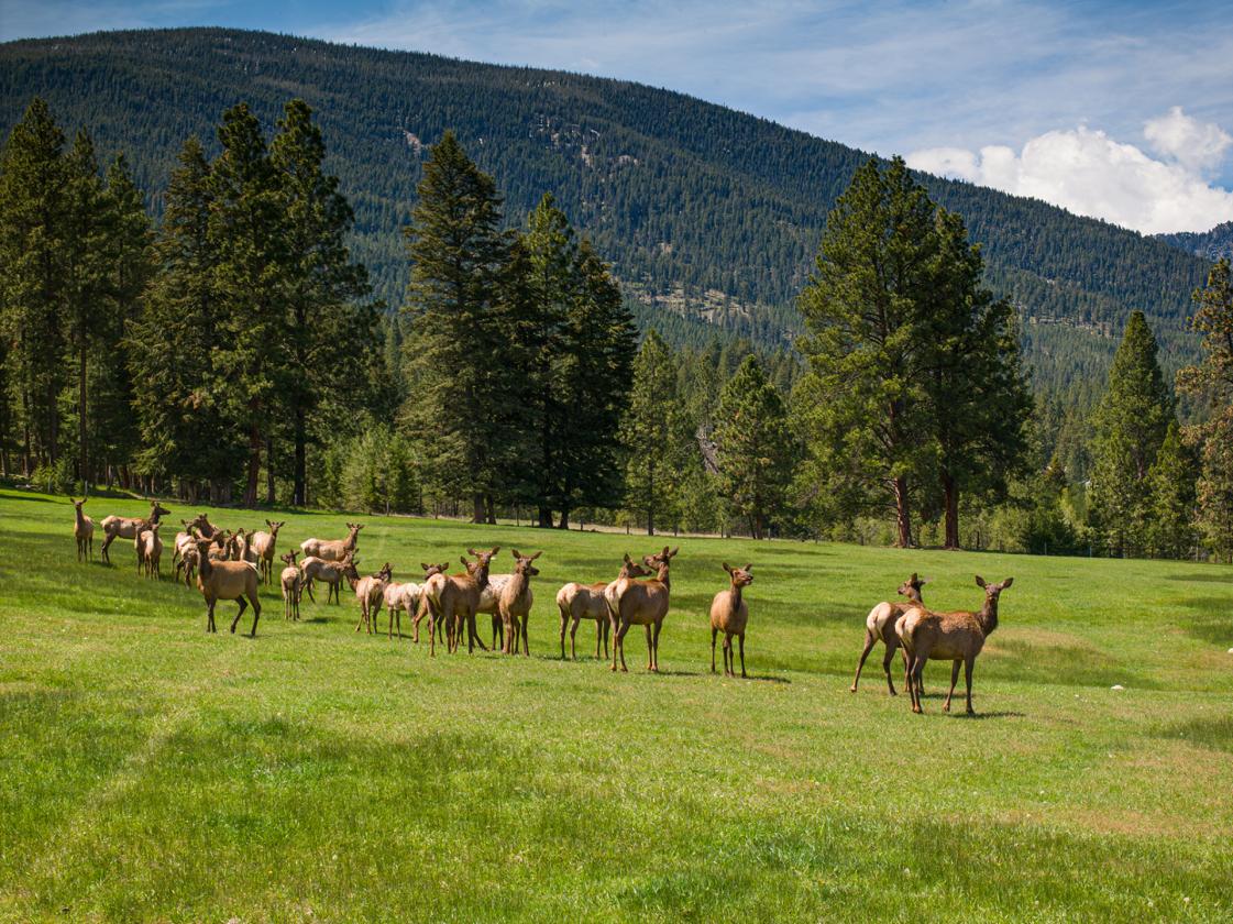 Two Feathers Ranch - photo 7