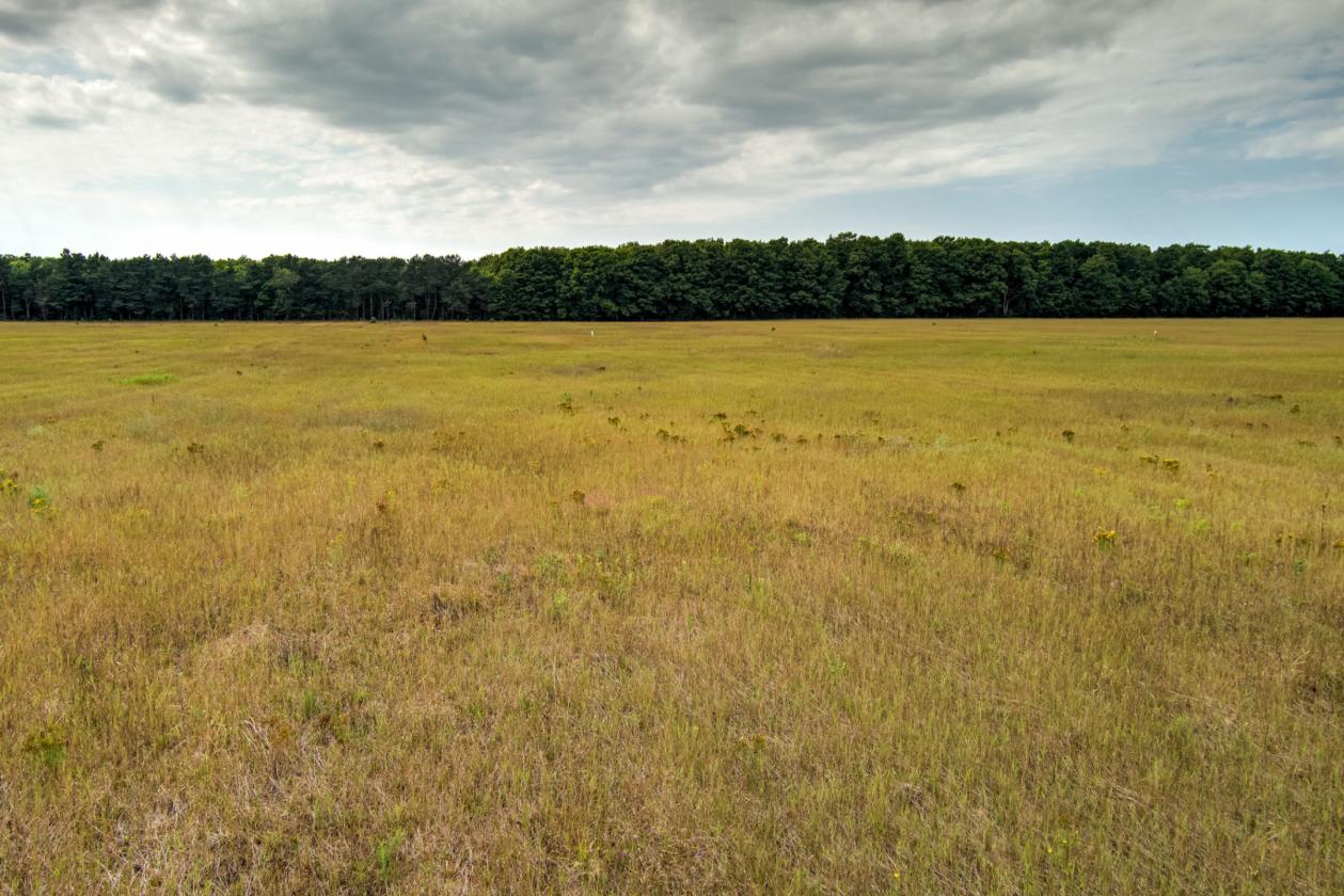 50.20 ACRES – BUILD YOUR EQUESTRIAN ESTATE & FARM - photo 7
