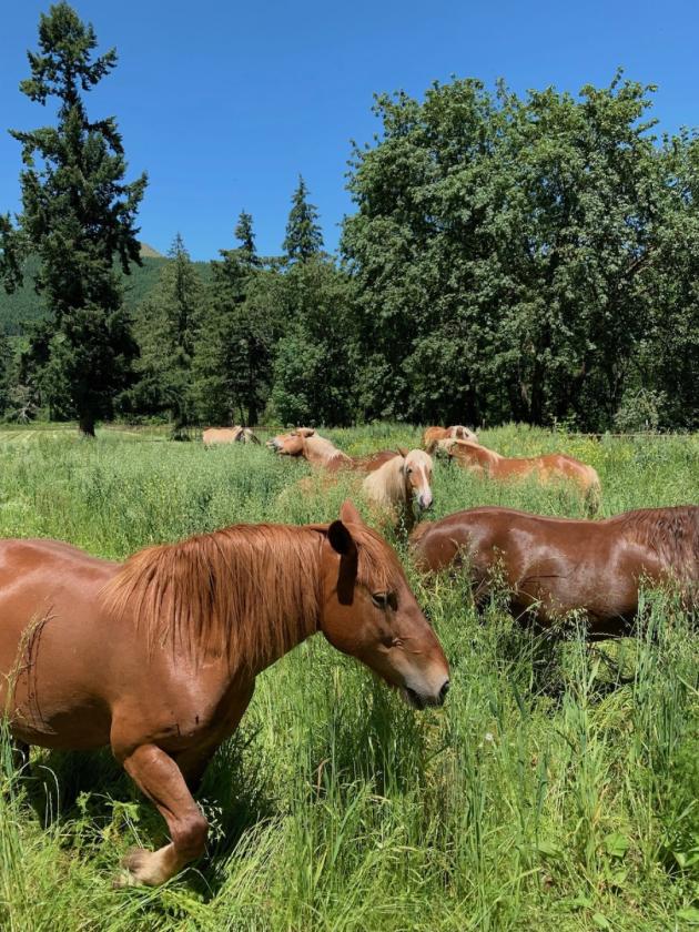 UNIQUE EQUESTRIAN AND ORGANIC FARM PROPERTY - photo 24