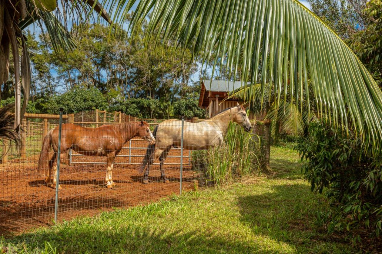 Agricultural & Equestrian Haven in Kauai - photo 5