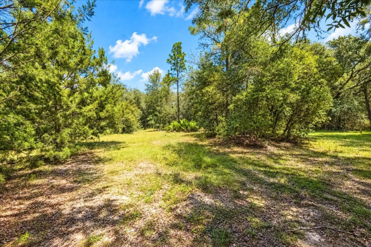 32 ACRES IN LEVY COUNTY NEAR WILLISTON - photo 9