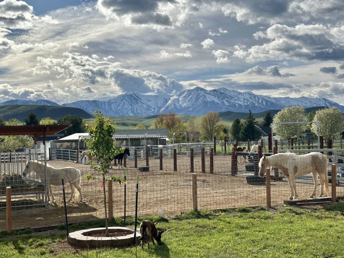 Horse Property for sale.
