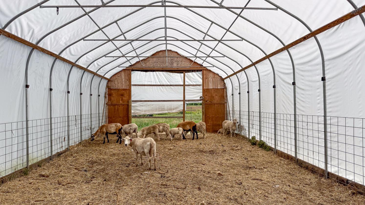 Homesteading Horse Opportunity! - photo 25