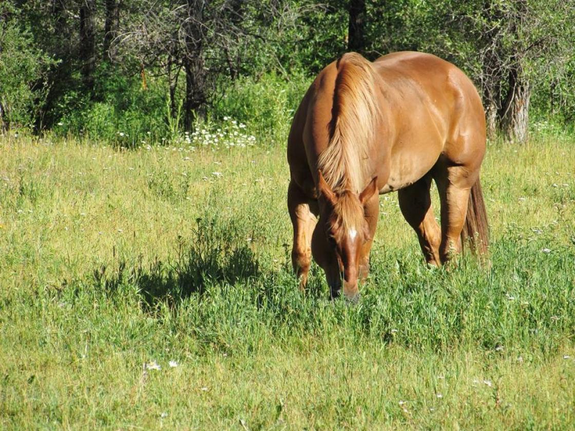 Riverfront Legacy Equestrian Ranch - photo 5