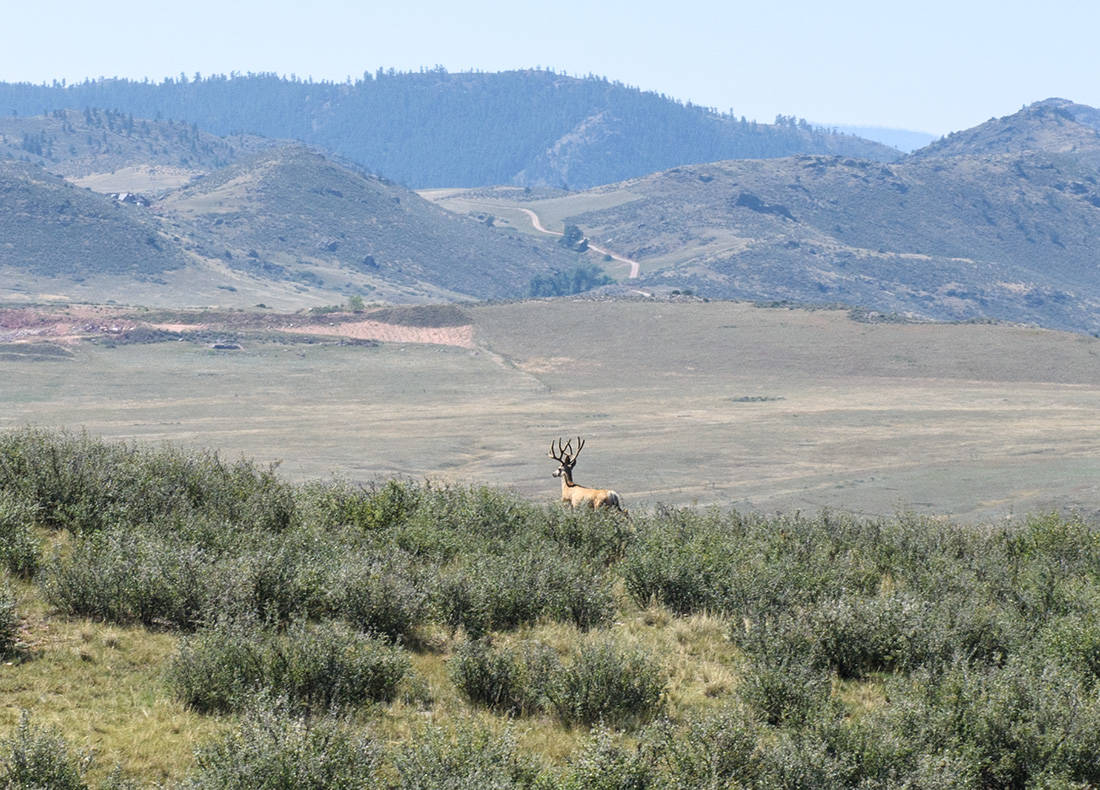 Horse property for sale with views and great grass Livermore, Larimer County