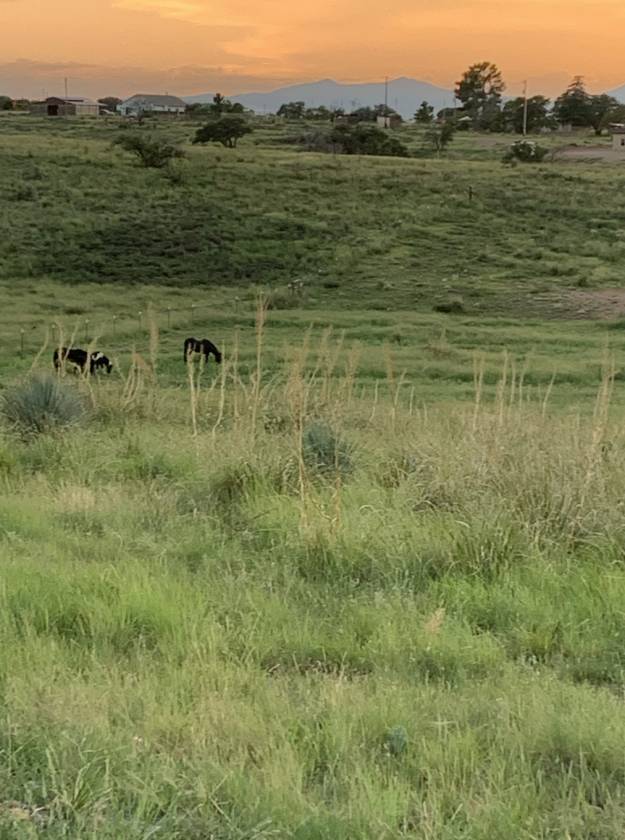 Southern Arizona Dream! 20-Acre Horse Property - photo 21