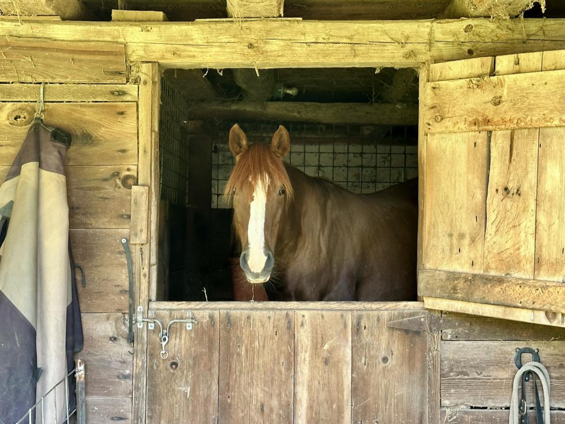 Horse farmette fully restored, 6 stall bank barn - photo 9