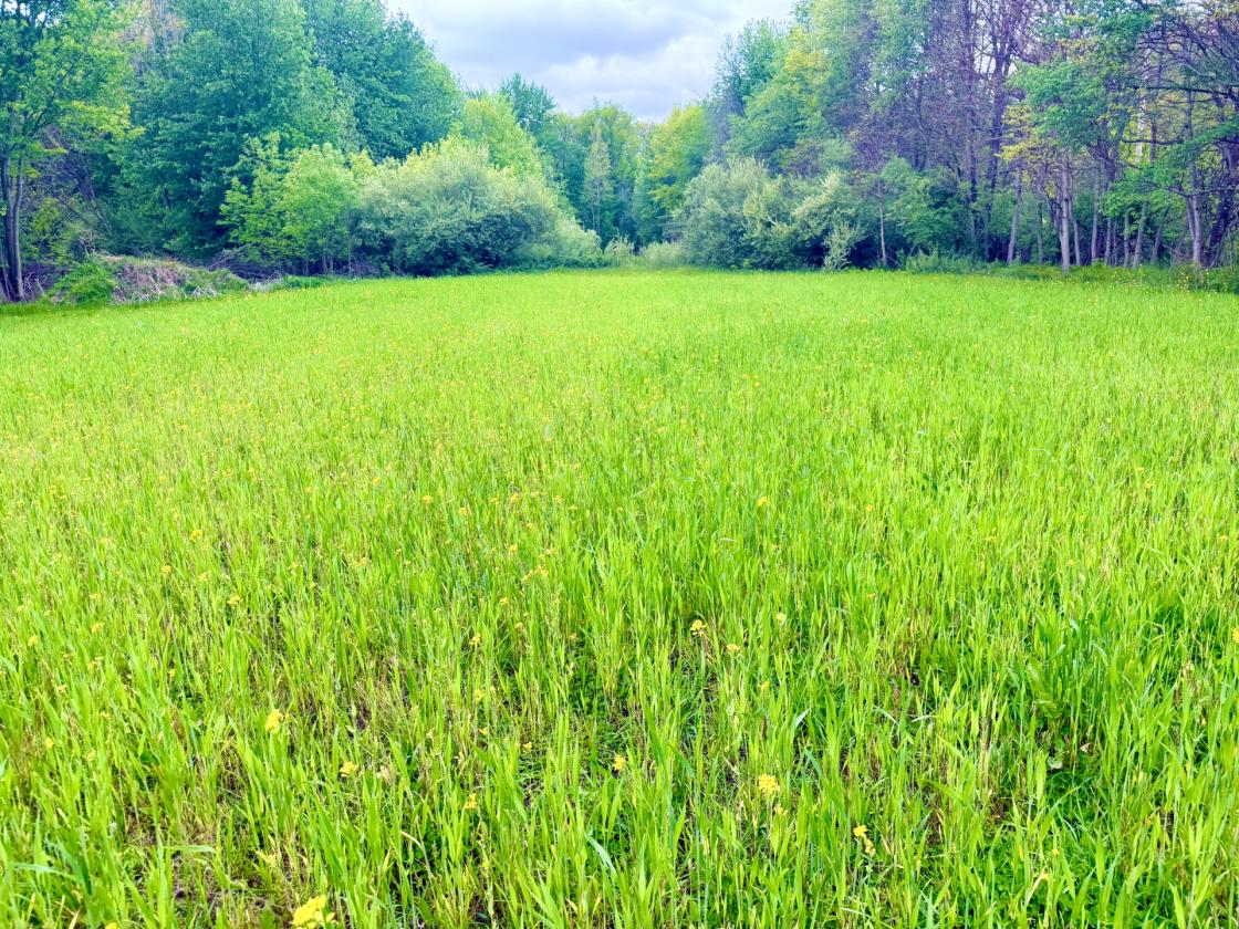 60Acres Equestrian Land with Scenic Trails - photo 11