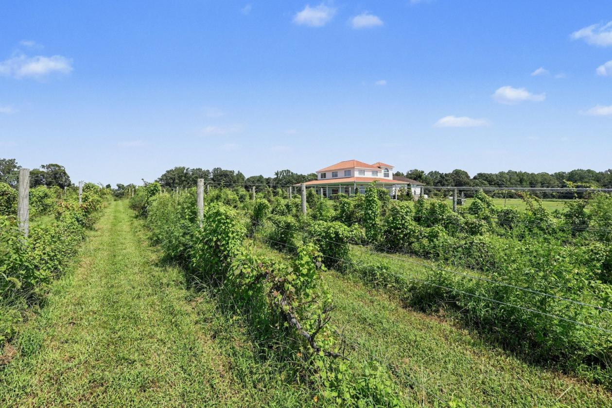 Caret Cellars Vineyard & Winery Auction on 45+- Ac - photo 24